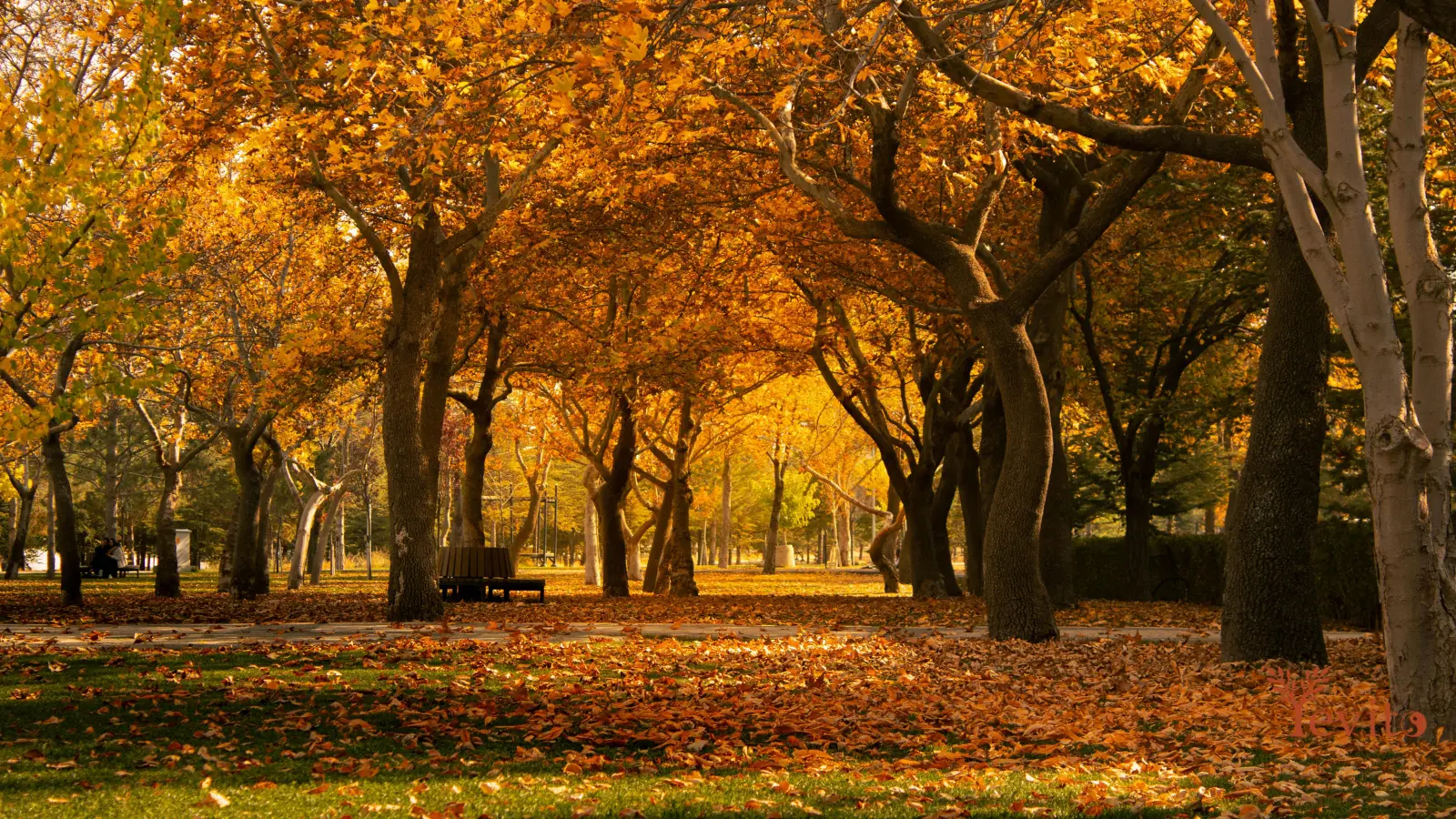 Herbstlicher Park mit goldenen Bäumen und fallendem Laub als Symbol für das Element Metall in der TCM.
