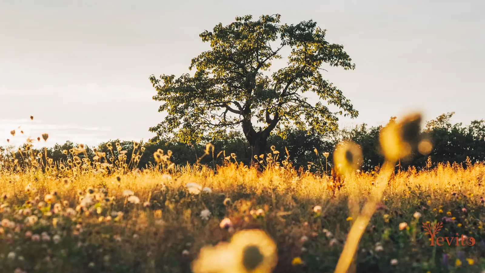 Baum in goldener Spätsommerlandschaft bei warmem Sonnenlicht als Symbol für das Element Erde in der TCM.