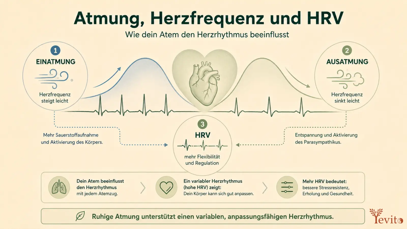 Infografik im Yevito-Stil zu Atmung, Herzfrequenz und HRV mit Atemwelle, Herzrhythmus und Erklärung, wie Einatmung und Ausatmung den Puls beeinflussen.